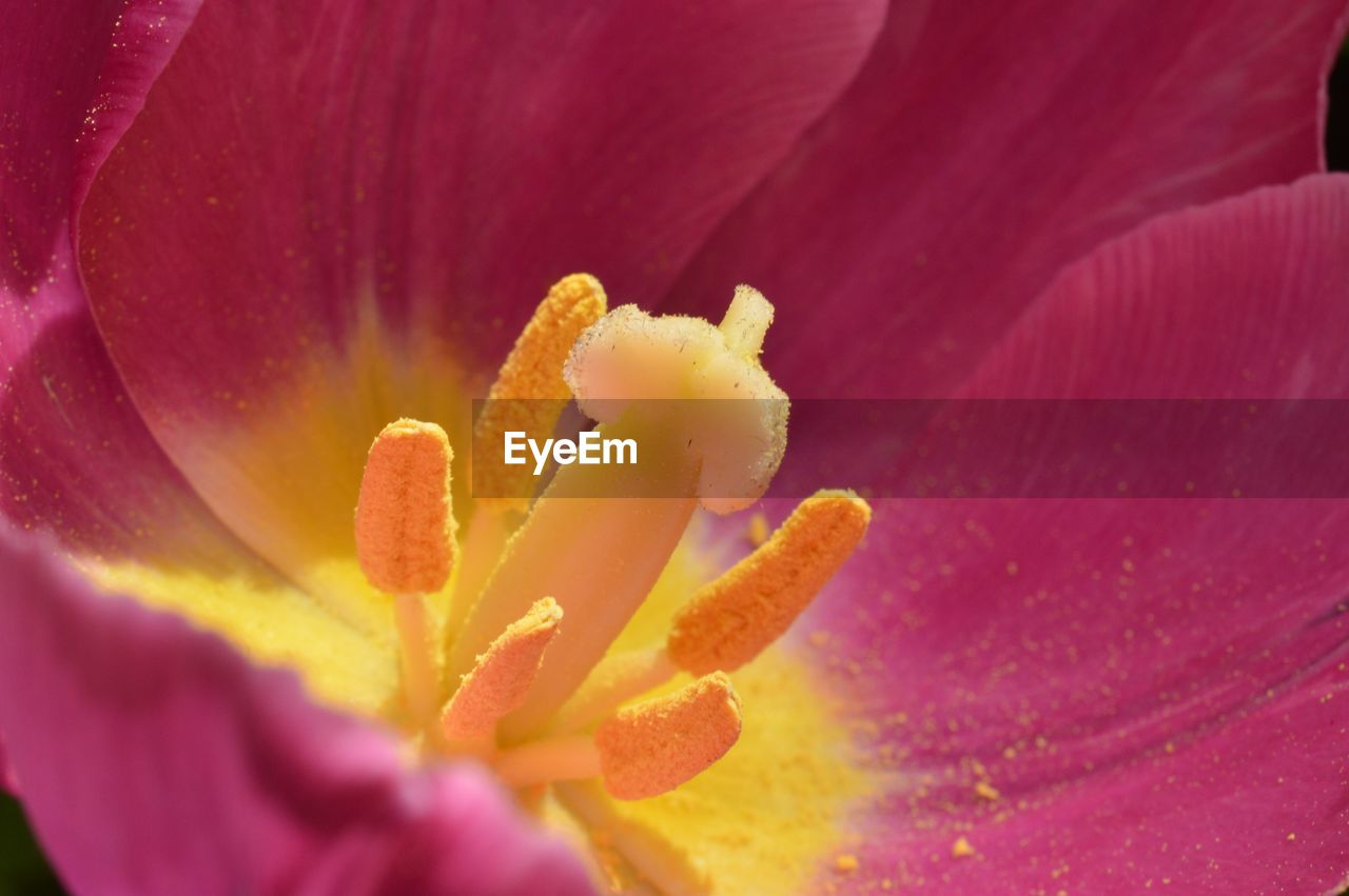 Close-up of day lily blooming outdoors