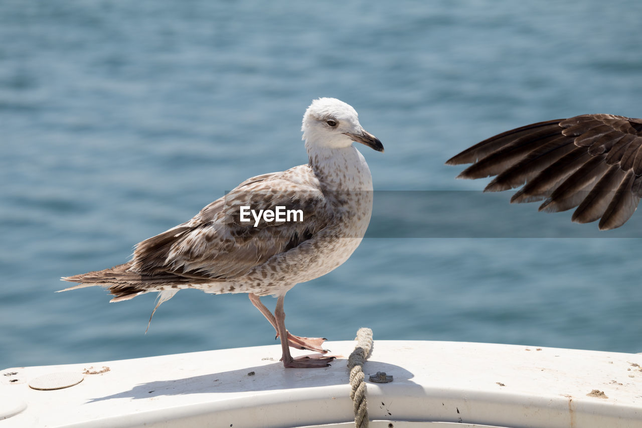 Close-up of seagull perching on shore against sea