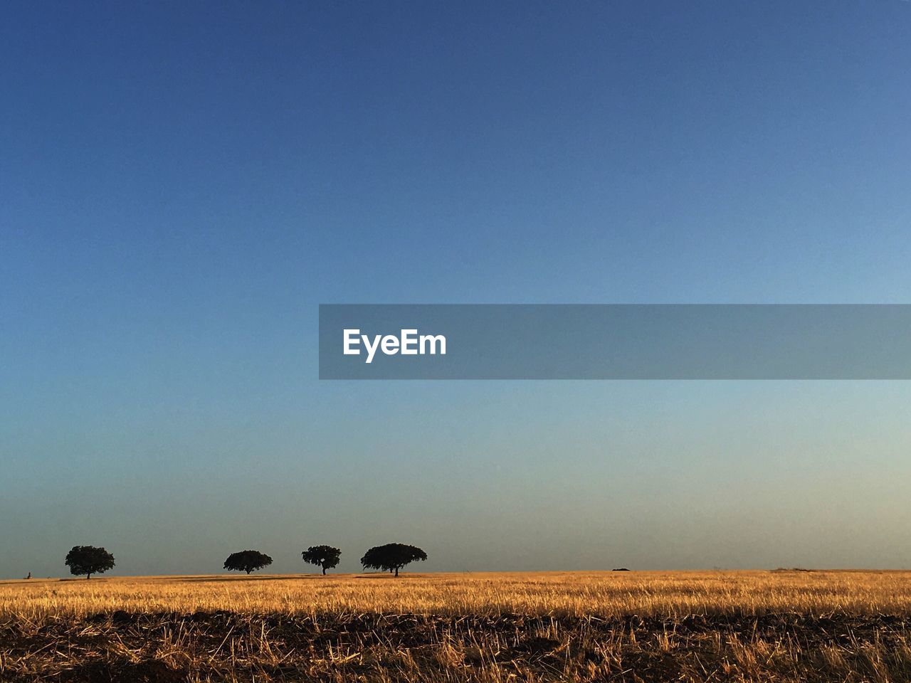 Hay bales on field against clear blue sky