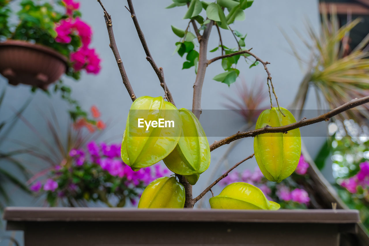 CLOSE-UP OF FLOWERING PLANT AGAINST FRUIT