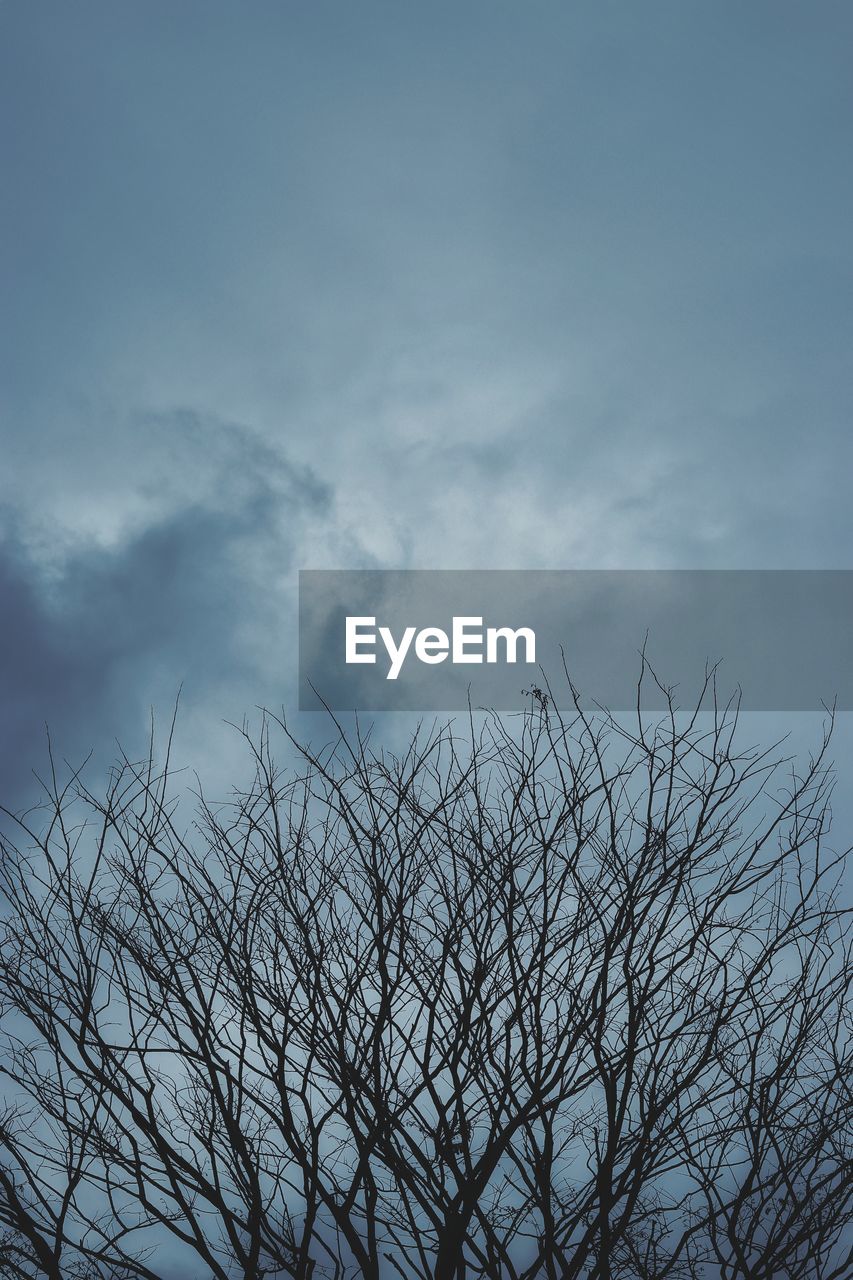 LOW ANGLE VIEW OF TREES AGAINST SKY