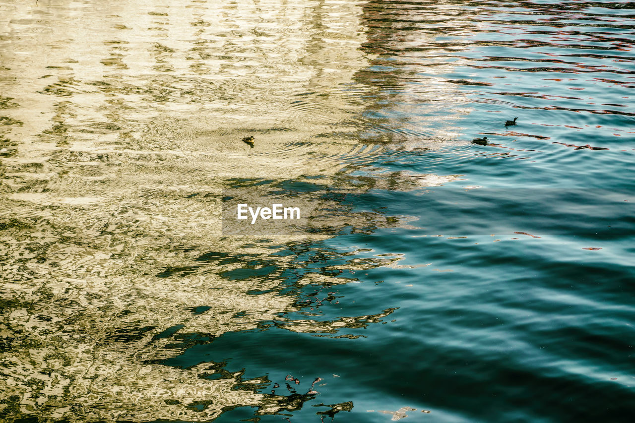 High angle view of birds swimming on lake