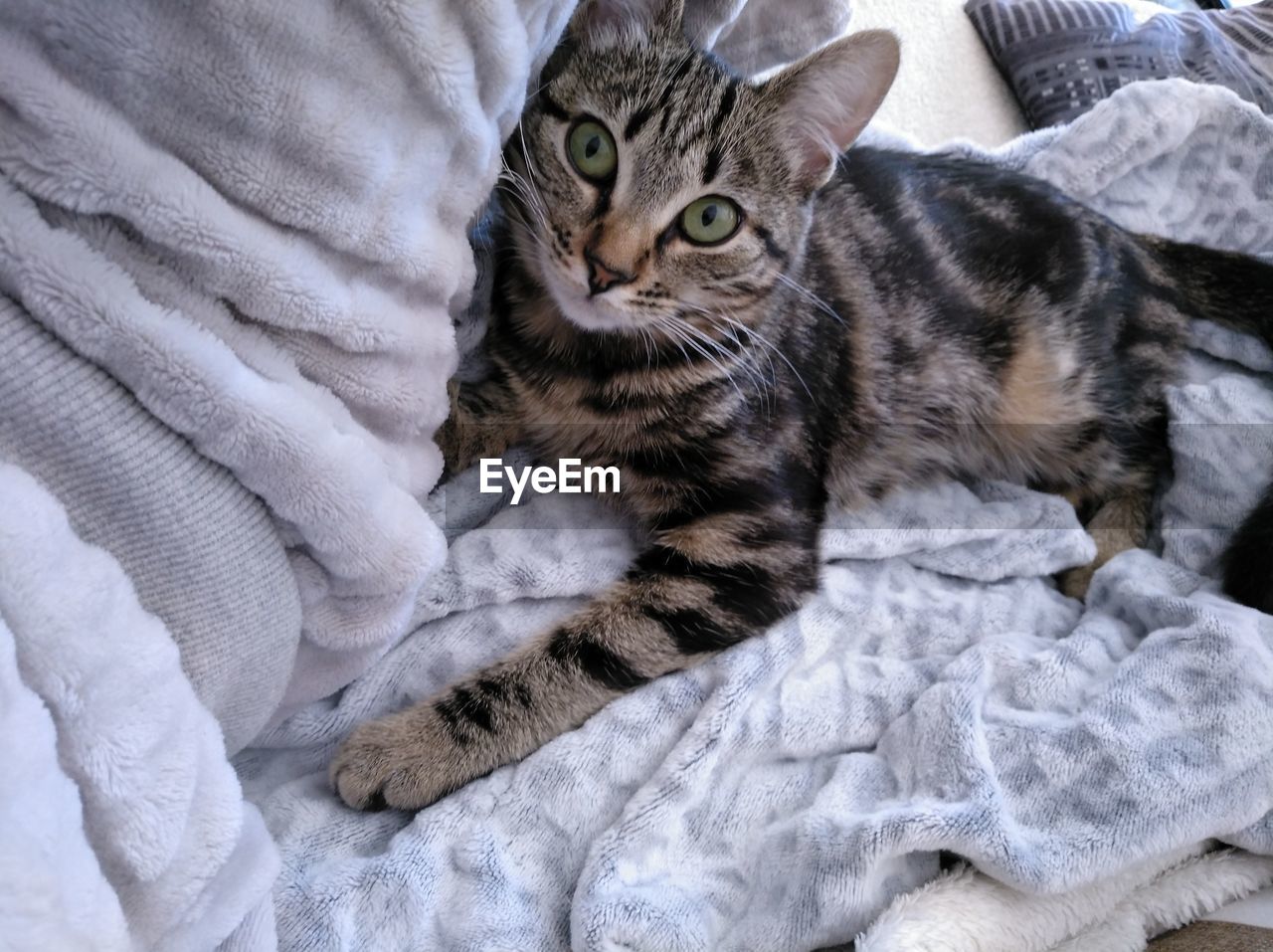 PORTRAIT OF A CAT LYING DOWN ON BED