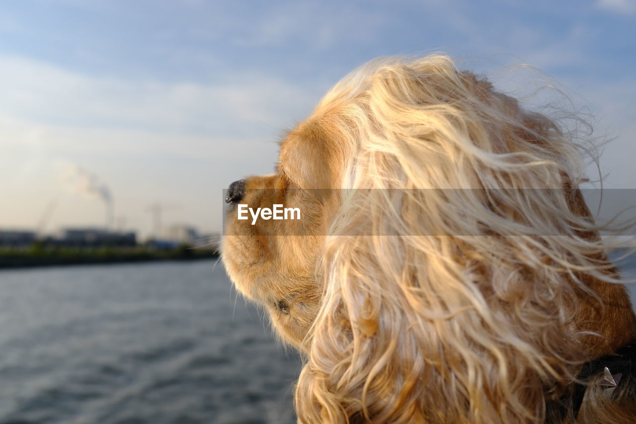 Close-up of a dog against the sky