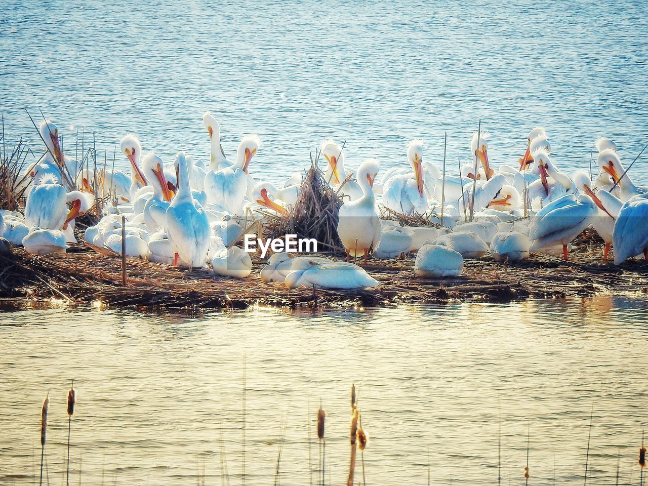 High angle view of pelicans in lake