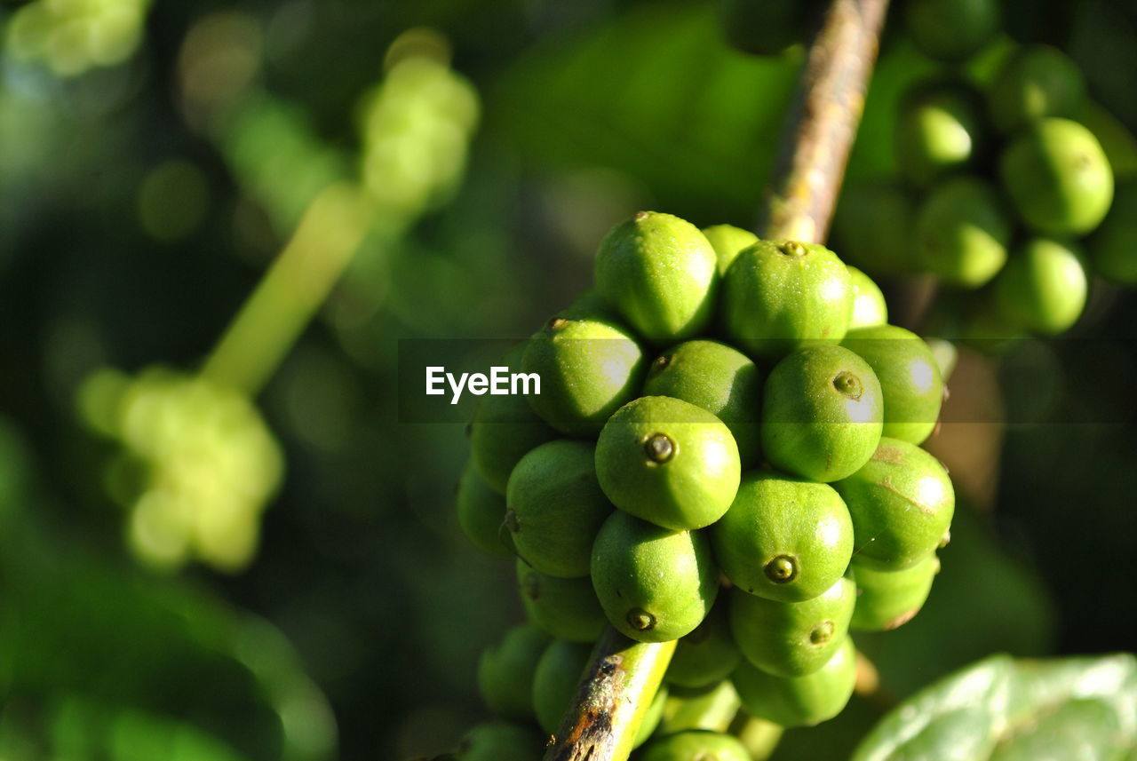 Close-up of berries growing on coffee plant