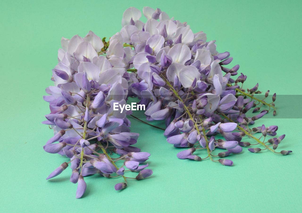 CLOSE-UP OF PURPLE FLOWERS ON BLUE TABLE