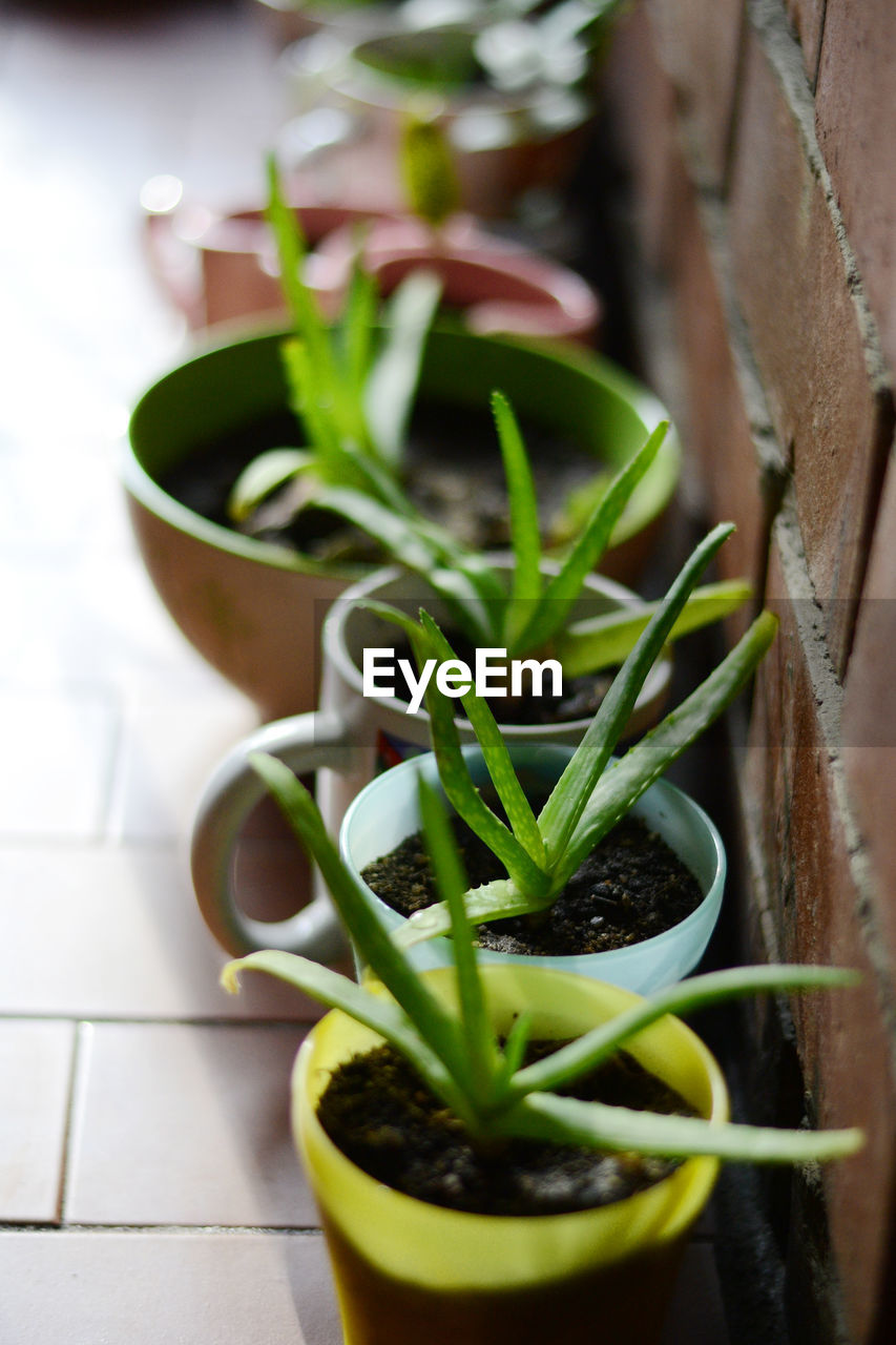 High angle view of potted plant by a brick wall. 