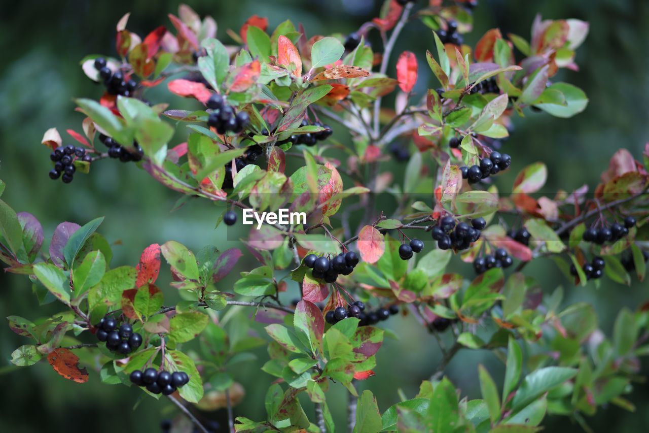 CLOSE-UP OF FRUITS ON TREE