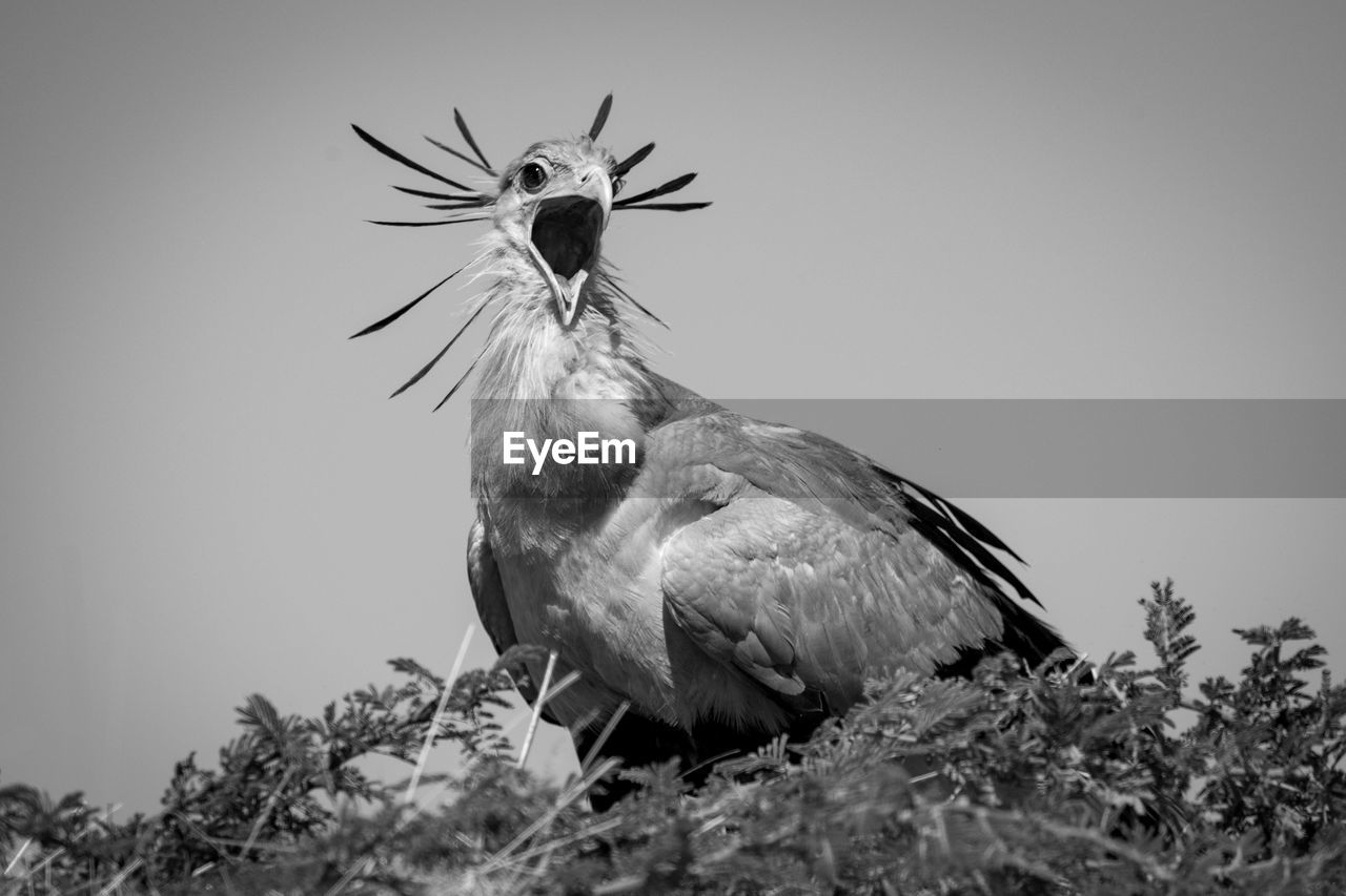 Mono secretary bird in tree opens mouth