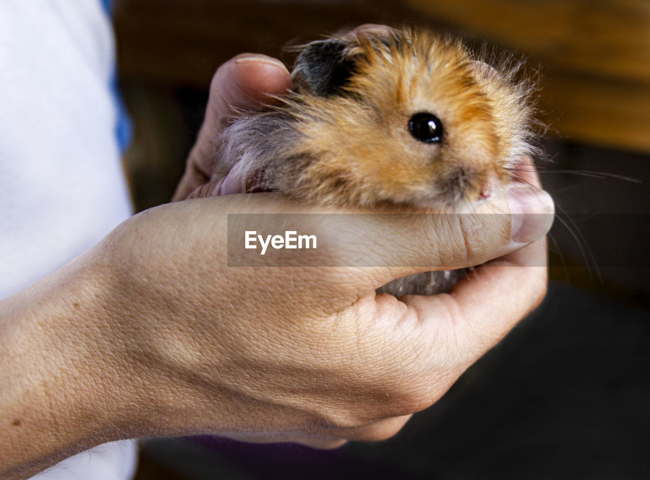 Close-up of hand holding ginger syrian hamster