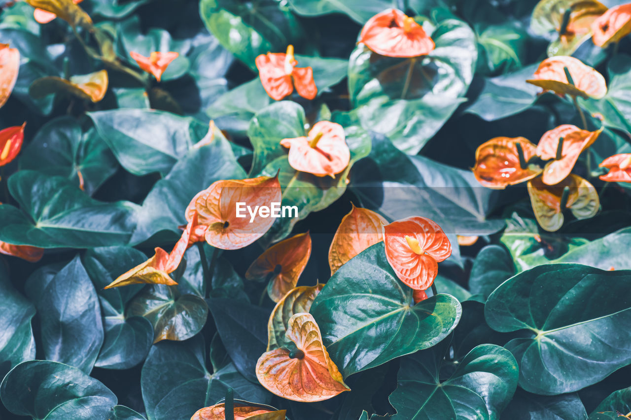 HIGH ANGLE VIEW OF POTTED PLANTS AND LEAVES