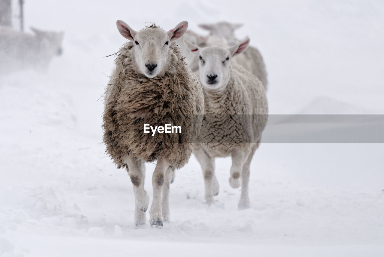 SHEEP ON SNOW COVERED FIELD