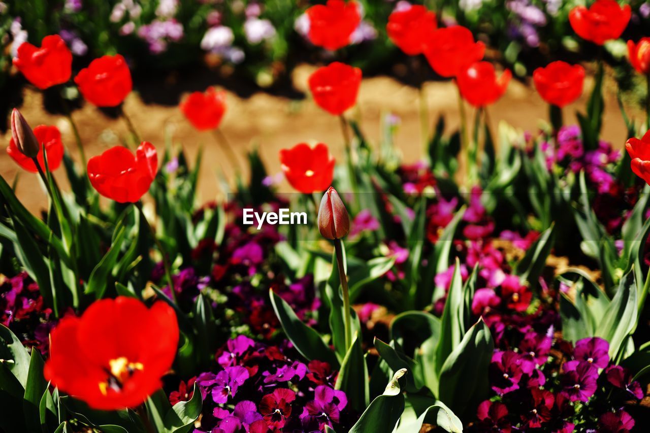 Close-up of red flowering plants