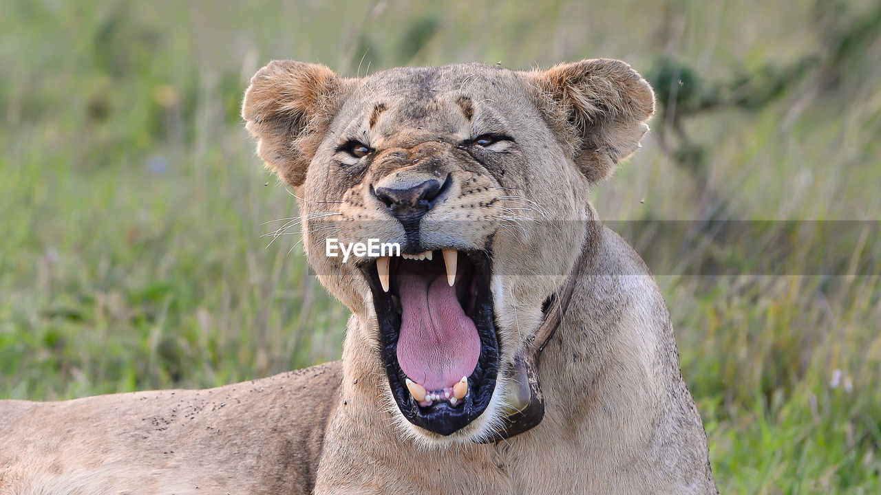 Close-up portrait of lion yawning on field
