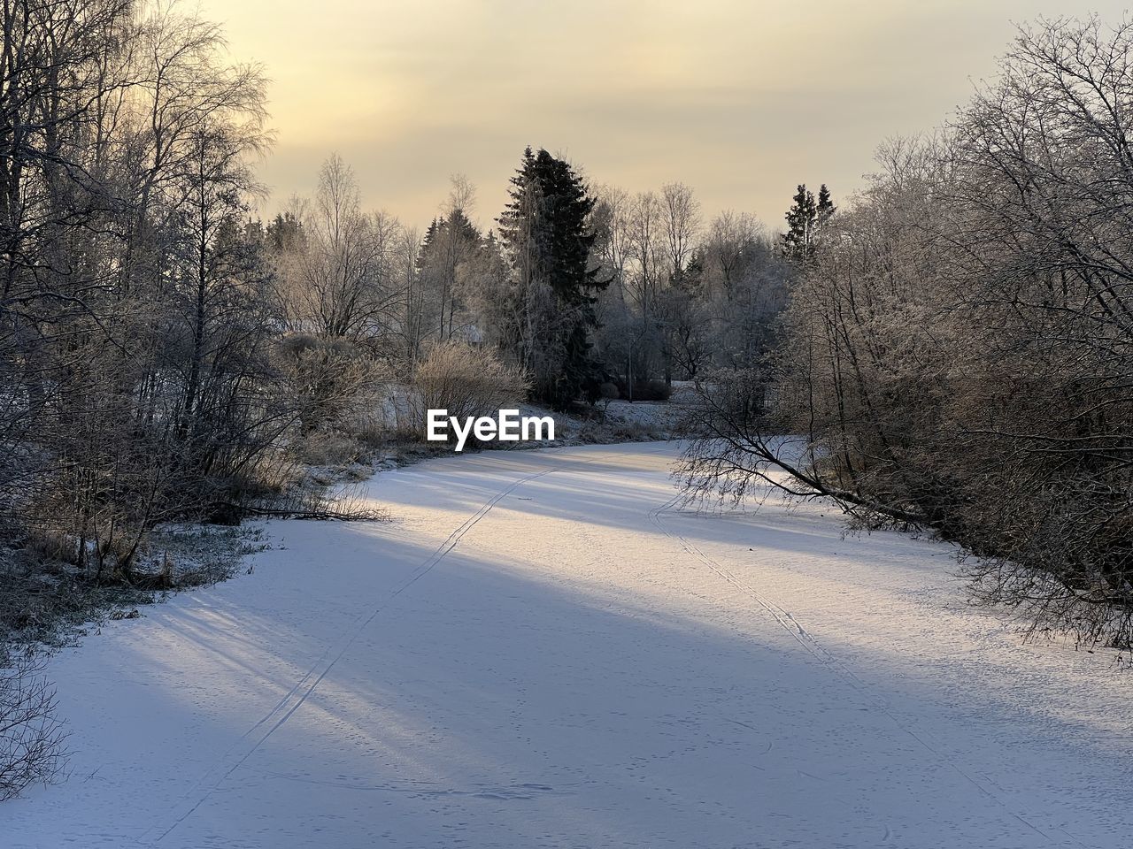 winter, cold temperature, snow, tree, plant, nature, beauty in nature, environment, landscape, scenics - nature, sky, freezing, frost, frozen, land, tranquil scene, tranquility, coniferous tree, forest, no people, pinaceae, pine tree, morning, non-urban scene, pine woodland, cloud, white, woodland, outdoors, ice, rural scene, idyllic, sunlight, road, travel, day, travel destinations