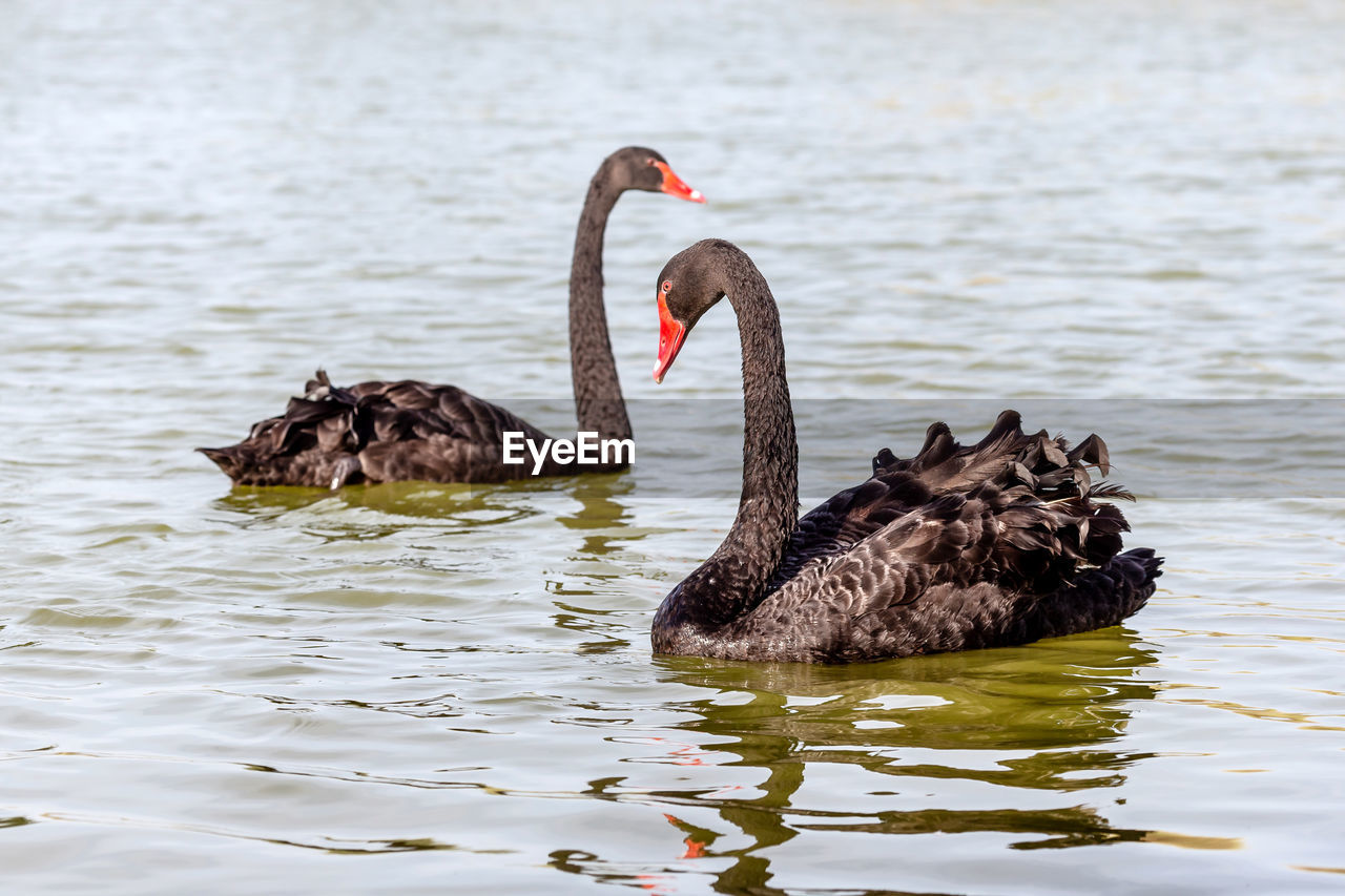 Pair of beautiful black swans swimming in the lake