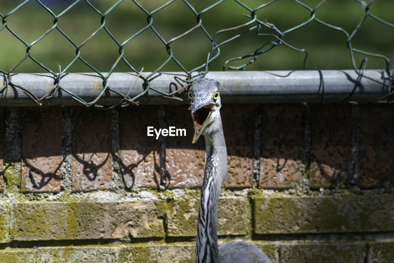 View of a bird against the wall