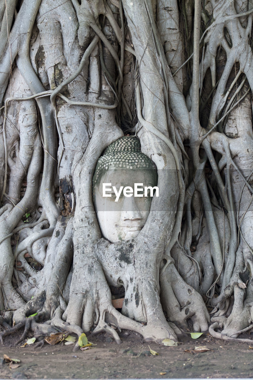 Buddha sculpture amidst tree roots at wat mahathat
