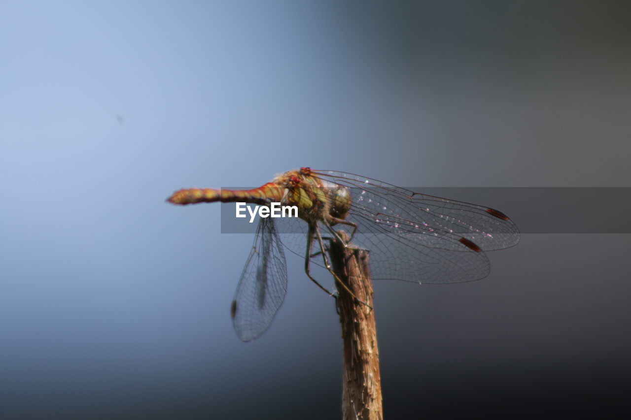 CLOSE-UP OF INSECT ON LEAF