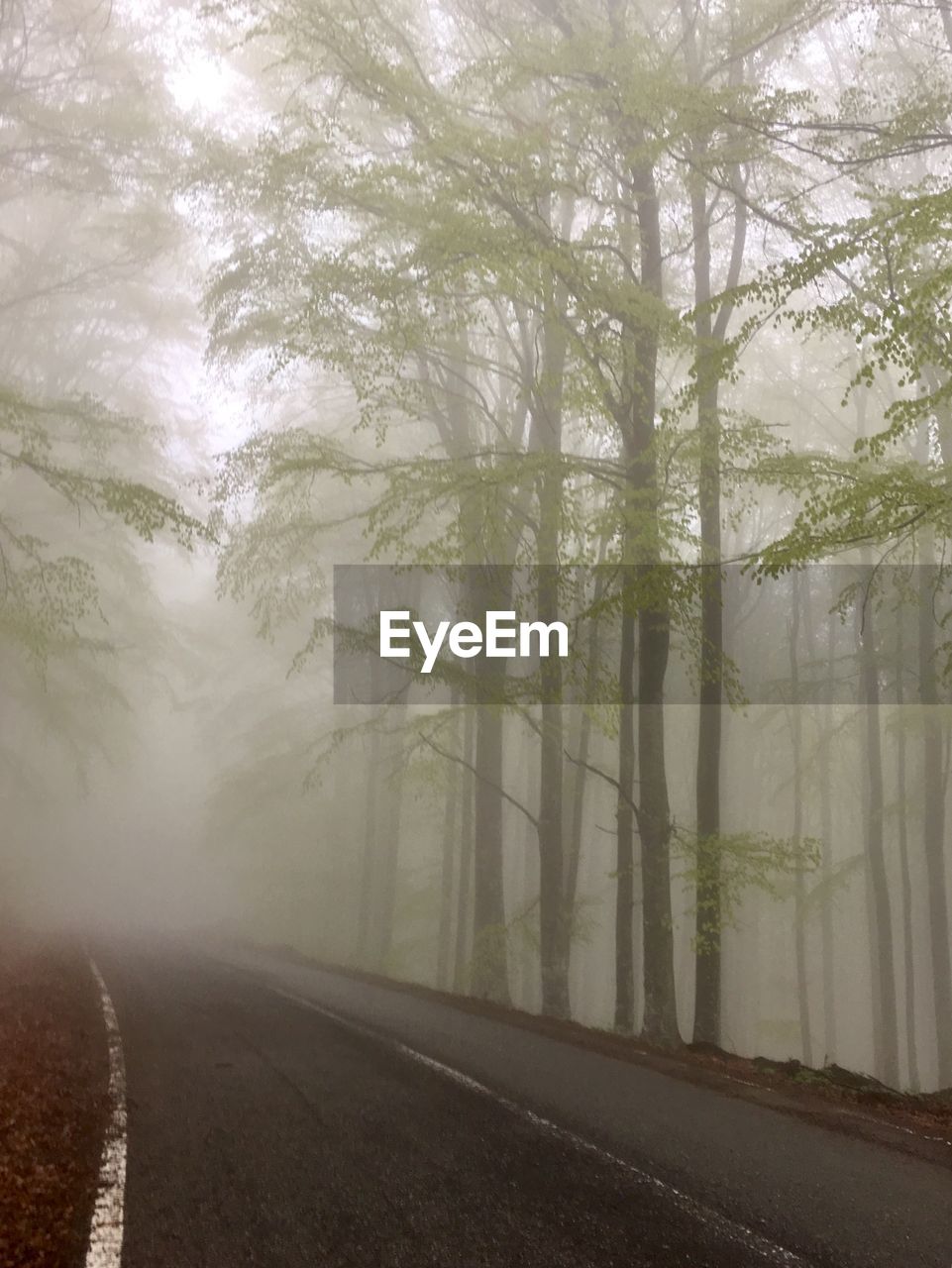 Empty road amidst trees in forest