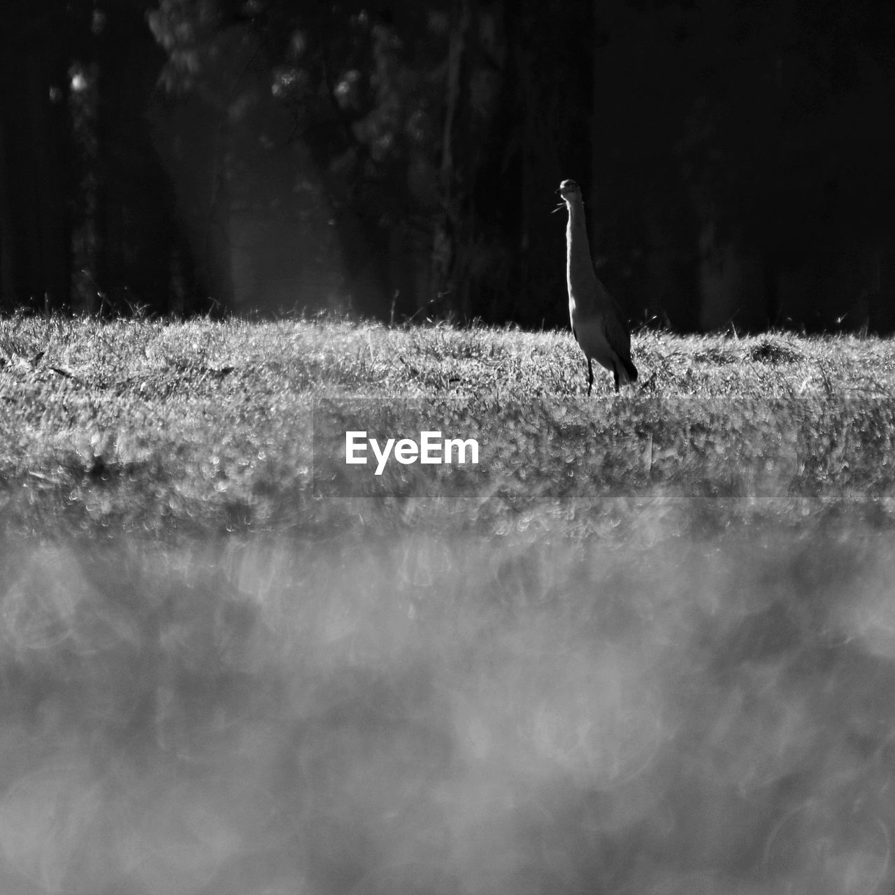 black and white, animal themes, animal, monochrome photography, monochrome, one animal, animal wildlife, wildlife, bird, white, nature, plant, black, darkness, no people, day, selective focus, tree, outdoors, land, grass, winter, side view