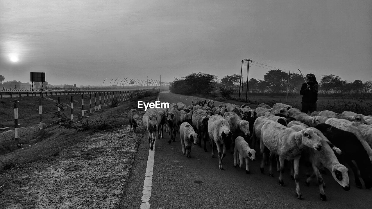 View of sheep and their owner on road against sky