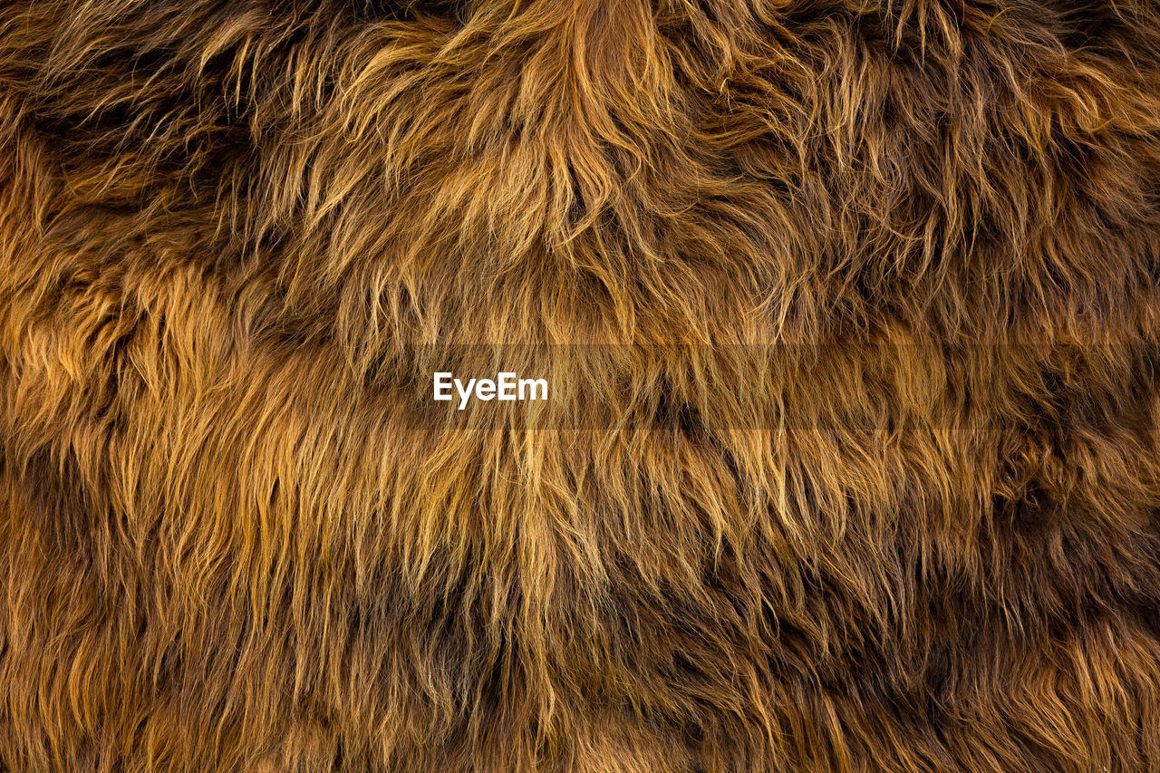 Full frame shot of an animal fur