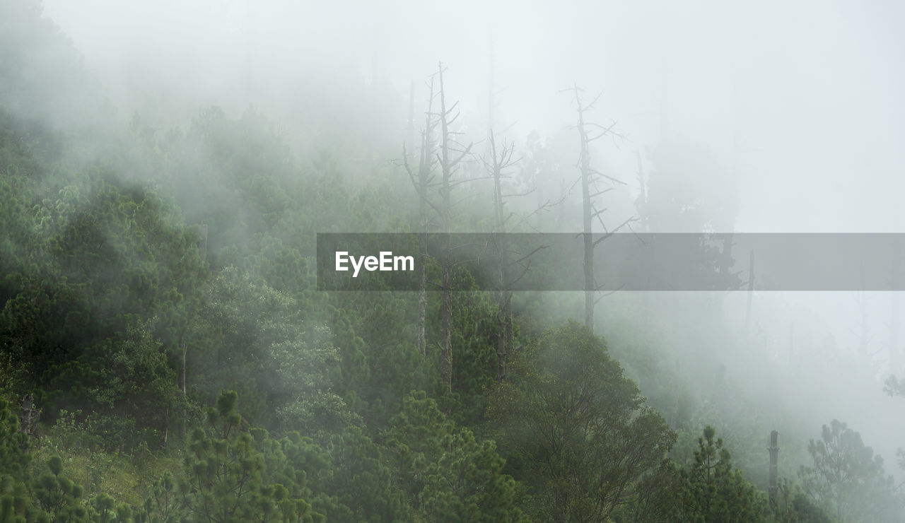 Trees in forest during foggy weather