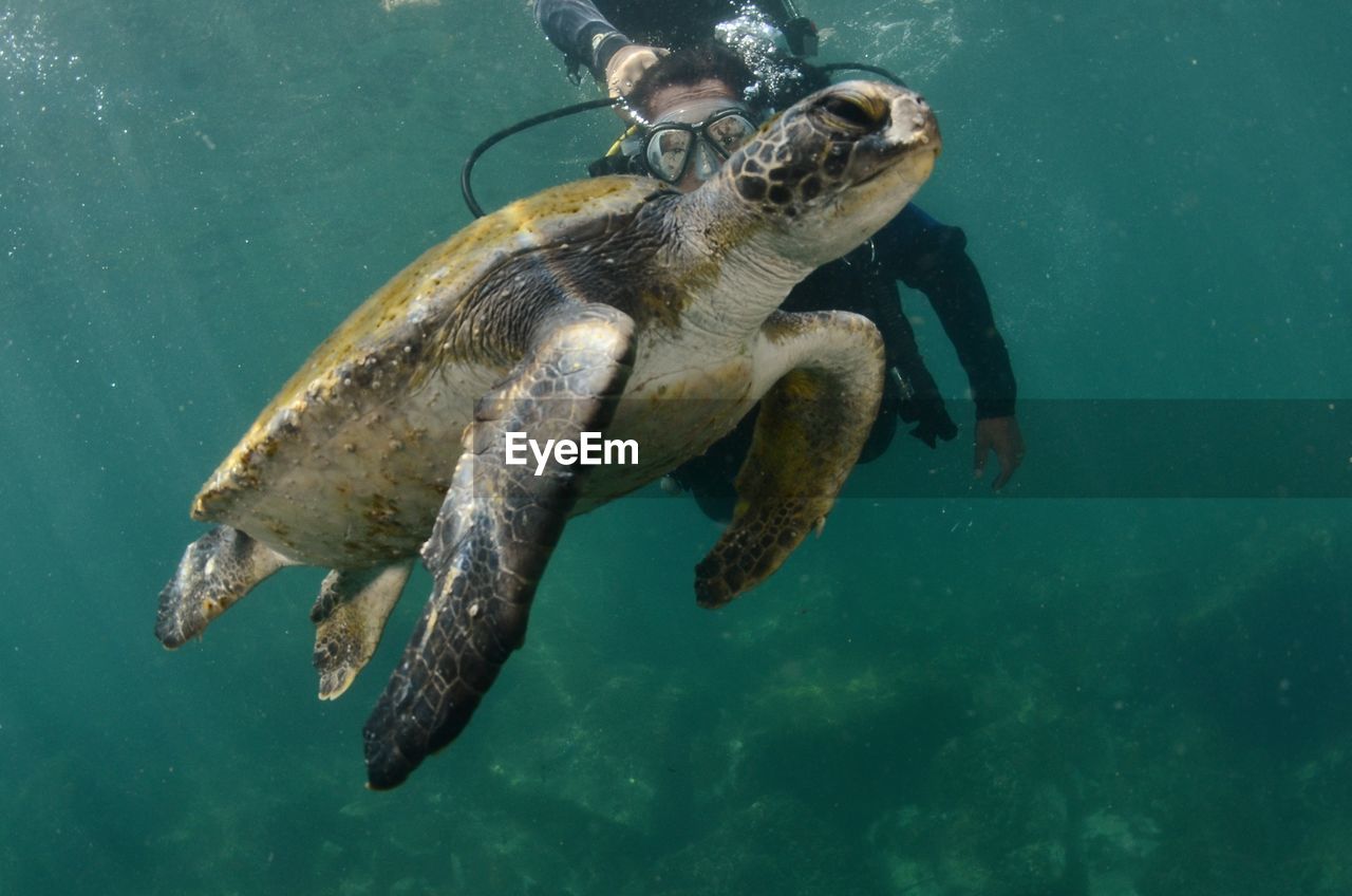 Person scuba diving by turtle in sea