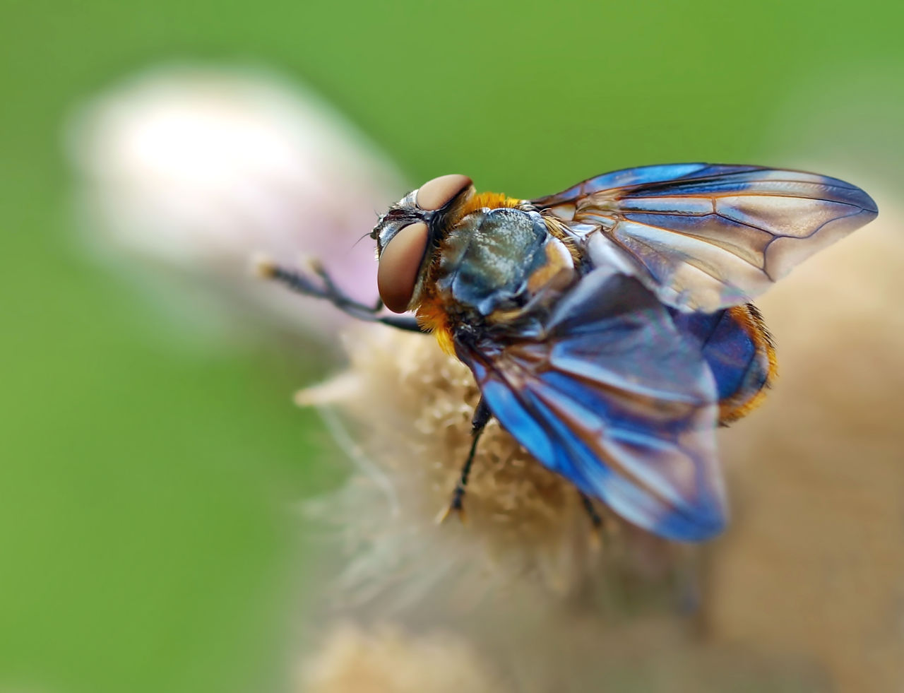 Close-up of housefly on plant