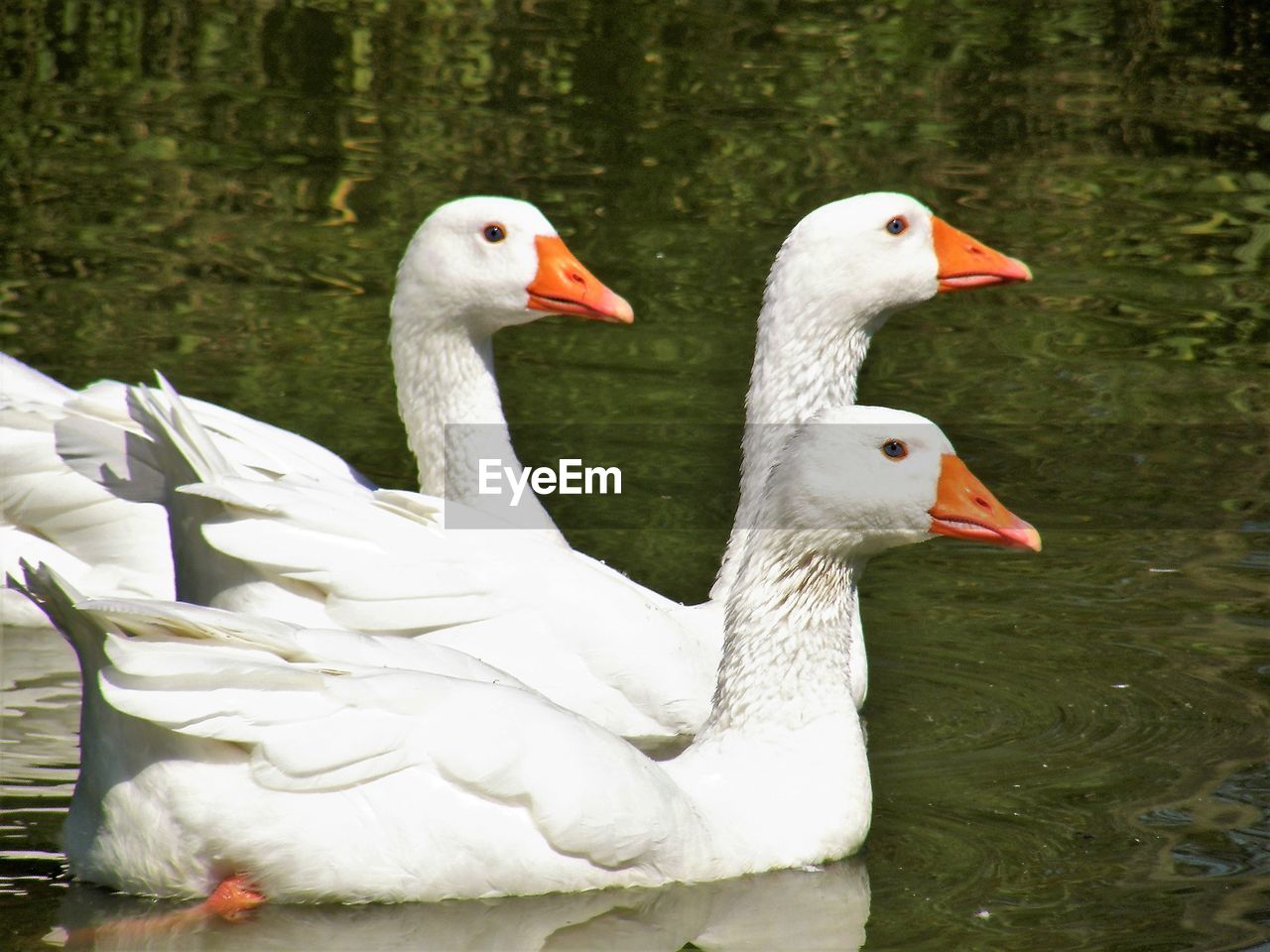 SWAN IN A LAKE