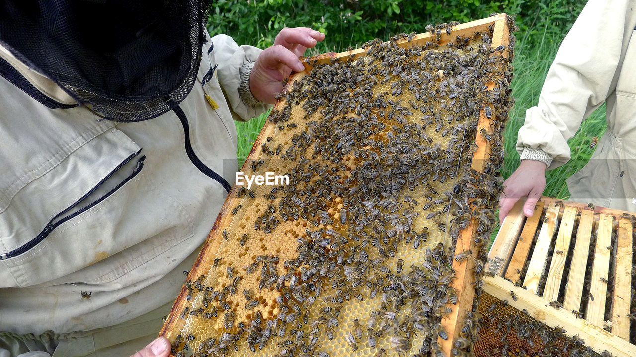 HIGH ANGLE VIEW OF BEE ON HAND HOLDING A LEAF