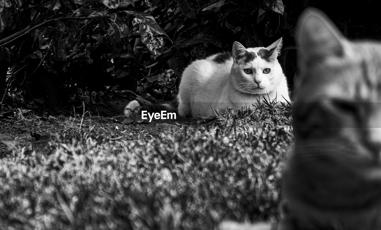 Cat sitting on a field