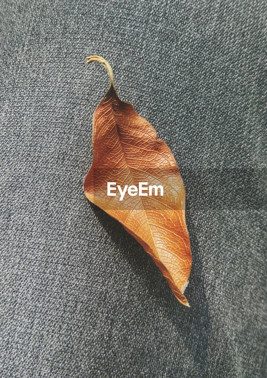 CLOSE-UP HIGH ANGLE VIEW OF LEAF ON FLOOR