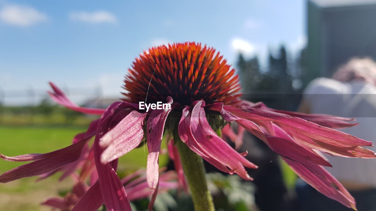 Close-up of pink coneflower blooming outdoors