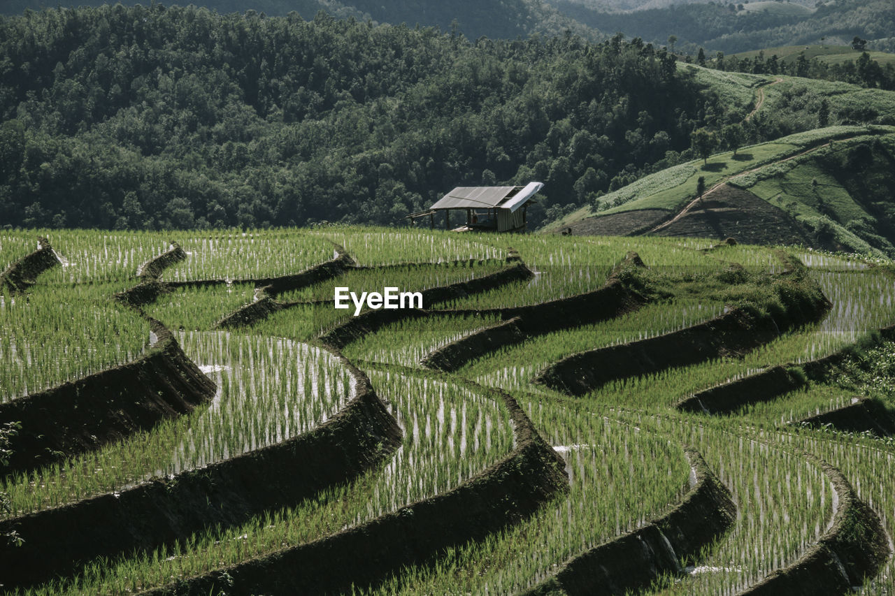 Scenic view of agricultural field