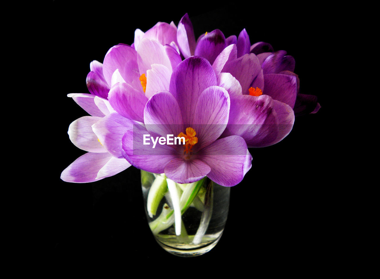 CLOSE-UP OF FLOWERS AGAINST BLACK BACKGROUND