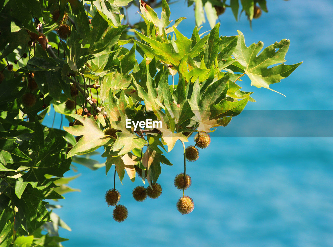 CLOSE-UP OF FRESH PLANT AGAINST SKY