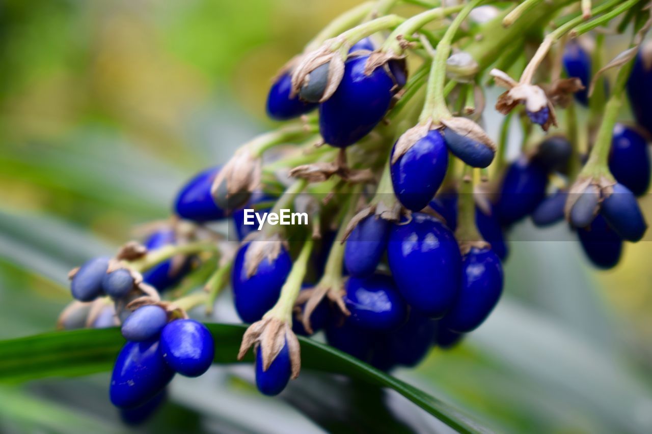 Close-up of blue berries growing on plant