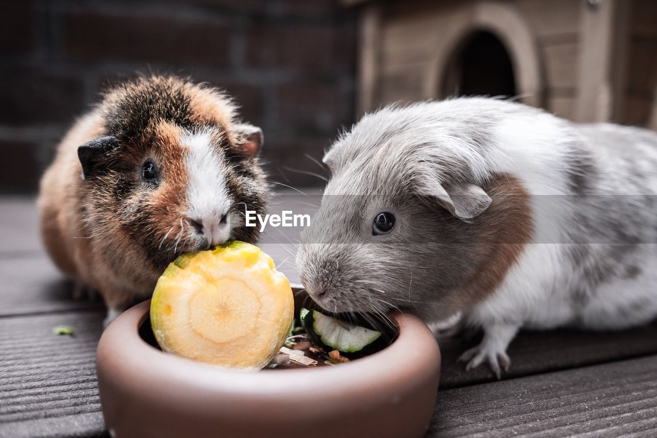 Close-up of guinea pigs eating food