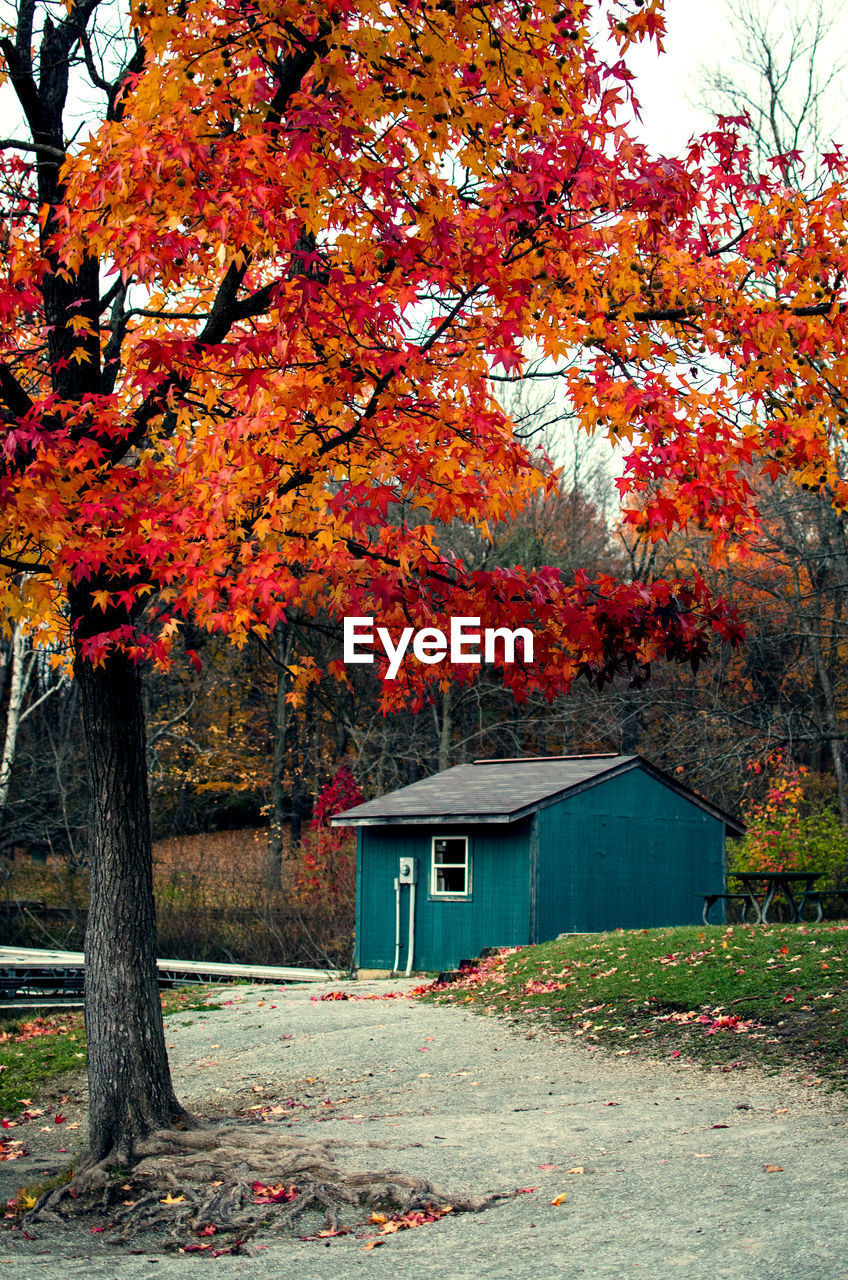 View of building and trees during autumn