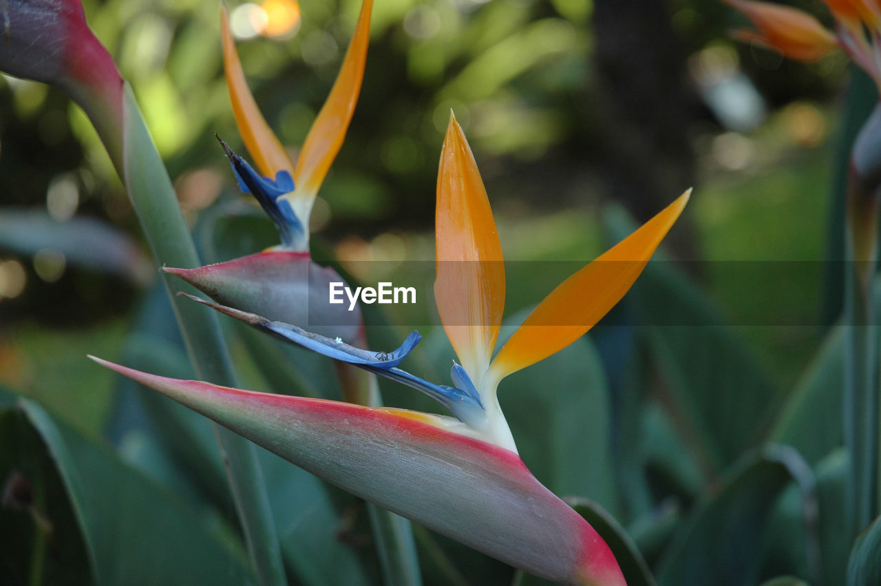 Close-up of flowering plant