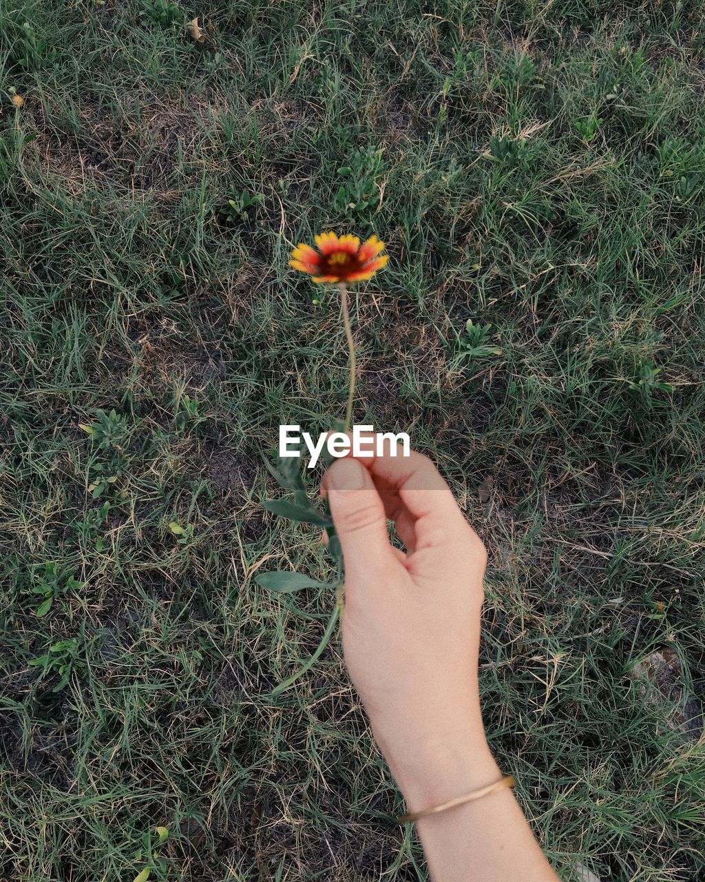 Cropped hand of woman holding flowering plant on grassy field