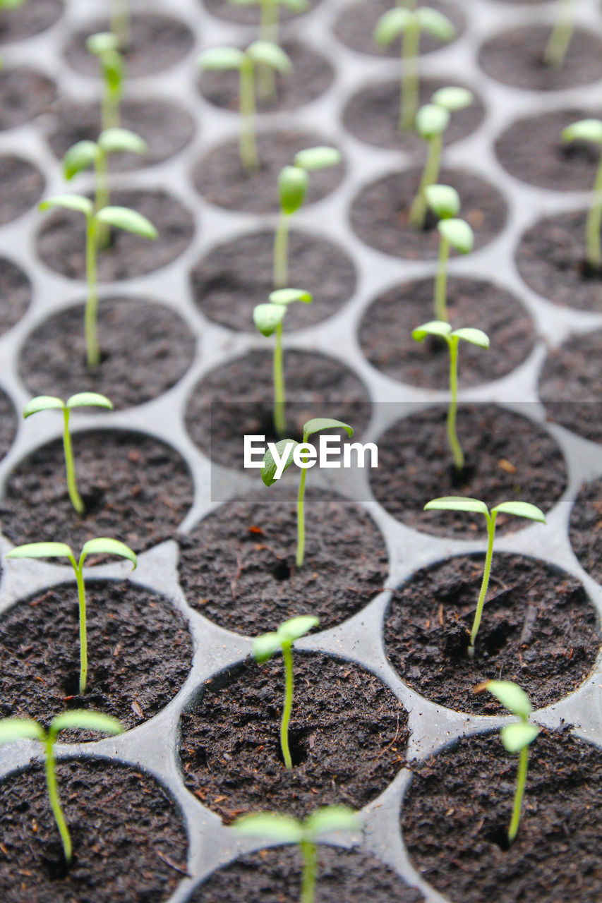 CLOSE-UP OF YOUNG PLANT GROWING IN BETWEEN PLANTS