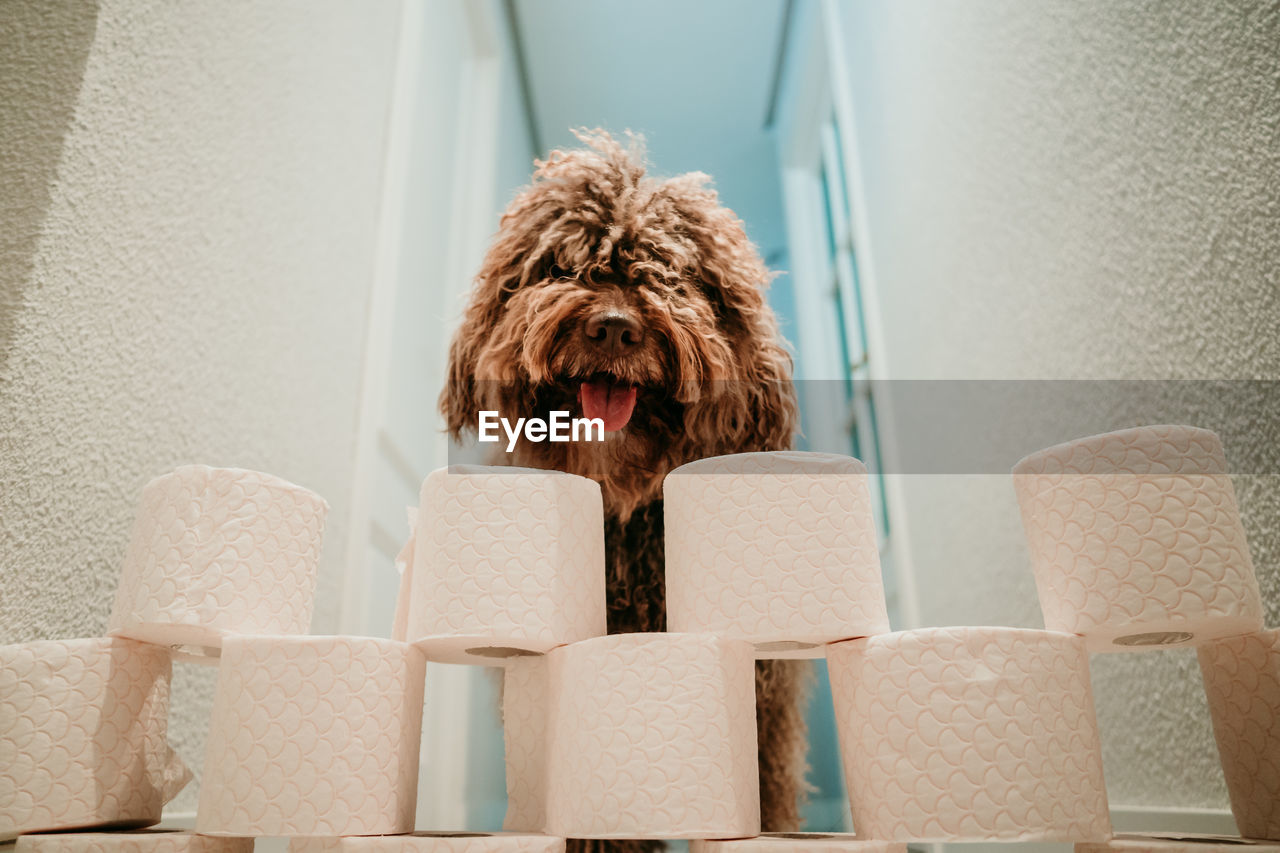 PORTRAIT OF DOG ON CHAIR AGAINST WALL AT HOME