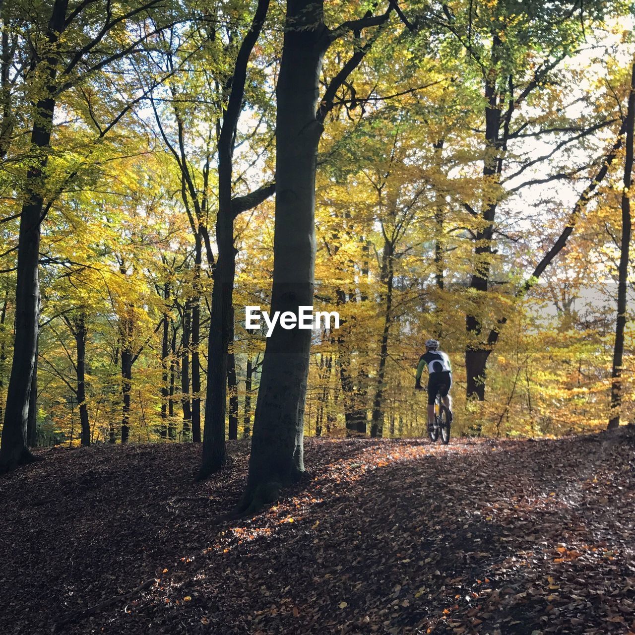 Rear view of man cycling in forest during autumn