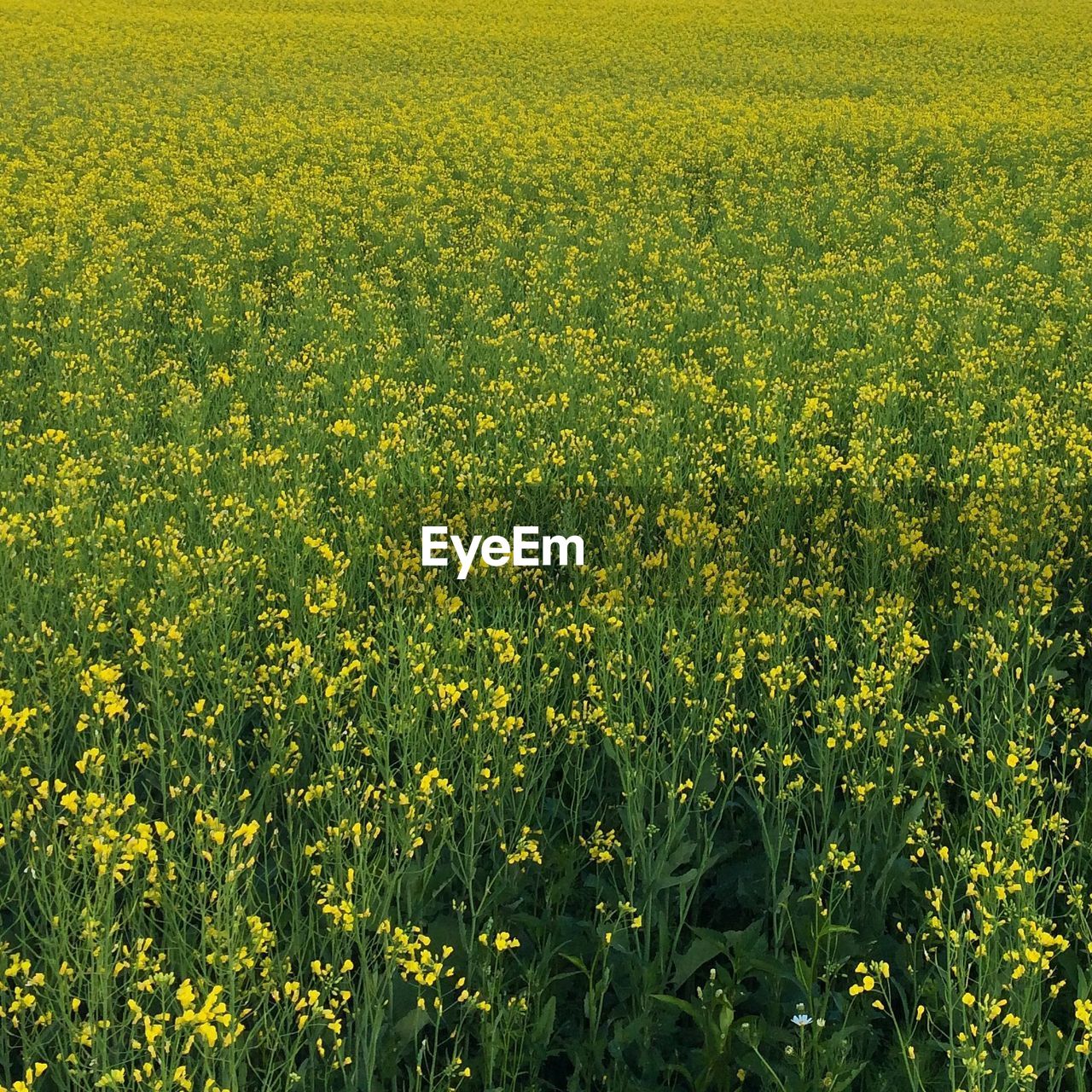 Oilseed rape field