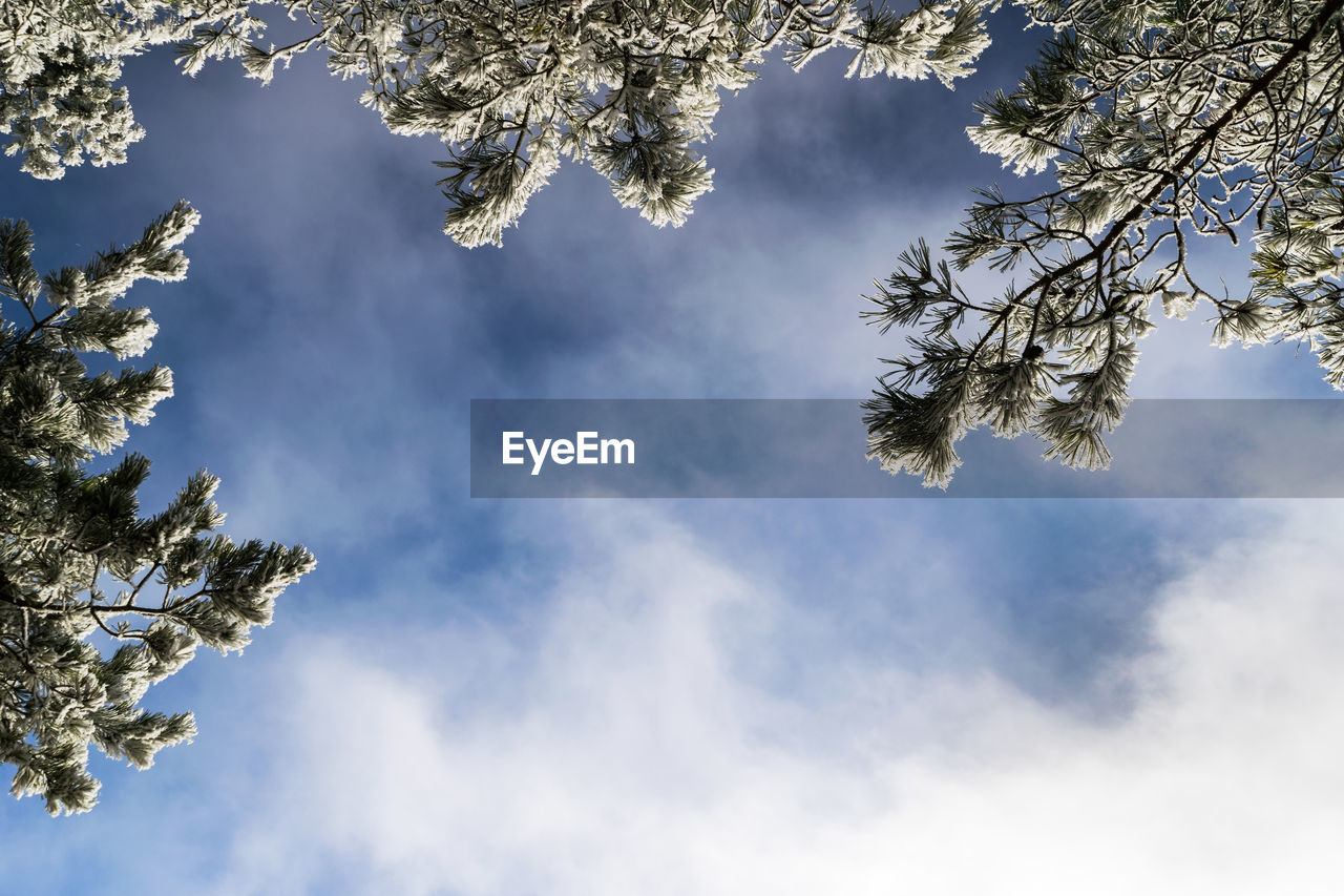 Low angle view of tree against sky