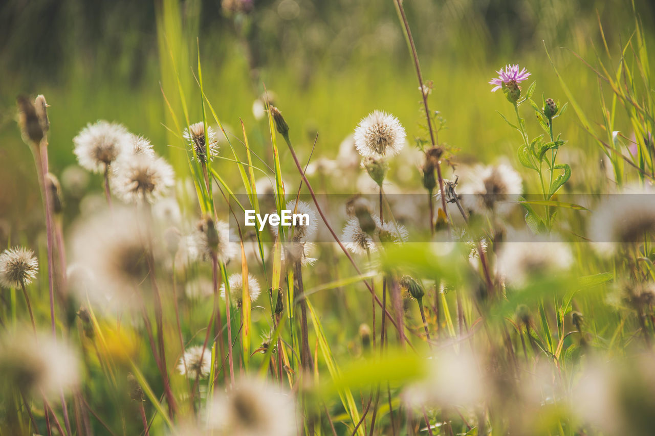 Close-up of dandelion growing in field